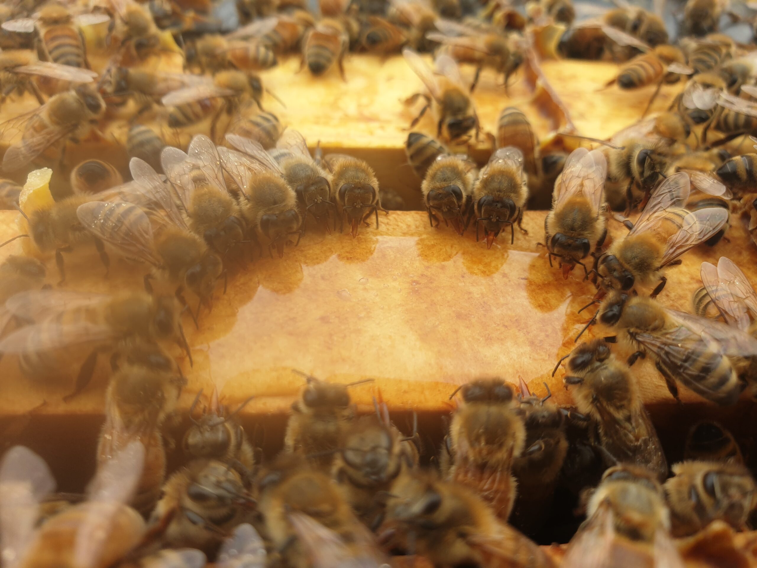 Bees recollecting their honey from the top of a frame