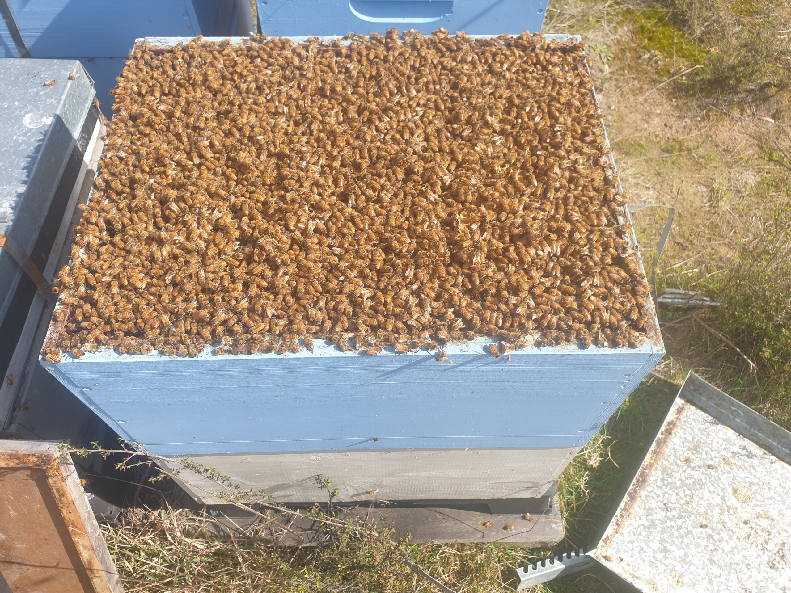 Strong double ready for queen rearing