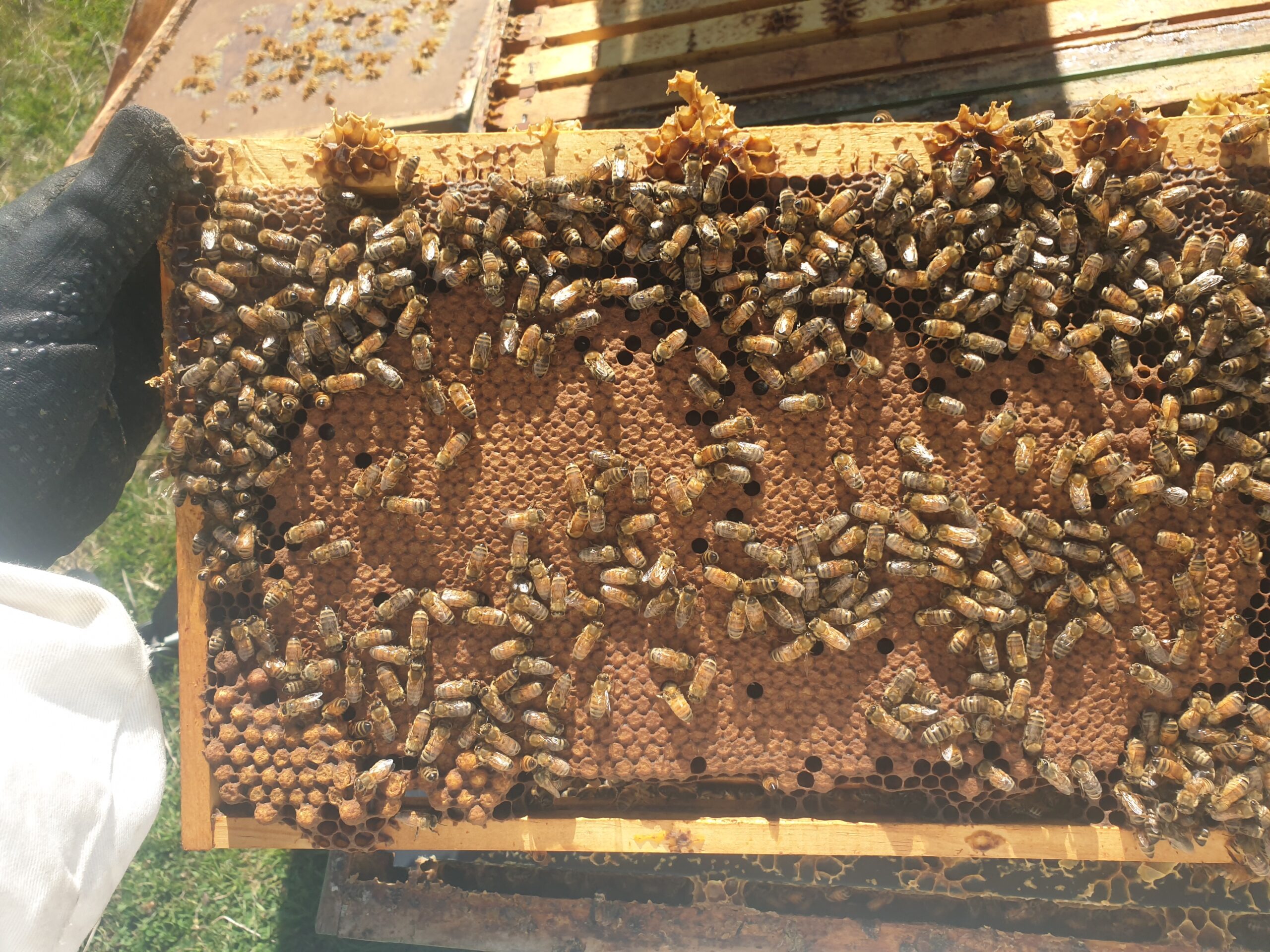 Winter check of the hives